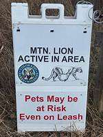 Lion's Warning