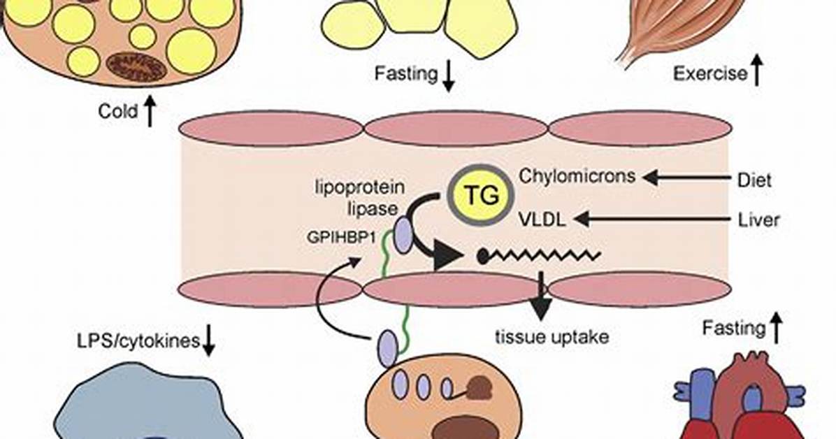Lipoprotein Lipase Function