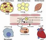 Lipoprotein Lipase Function