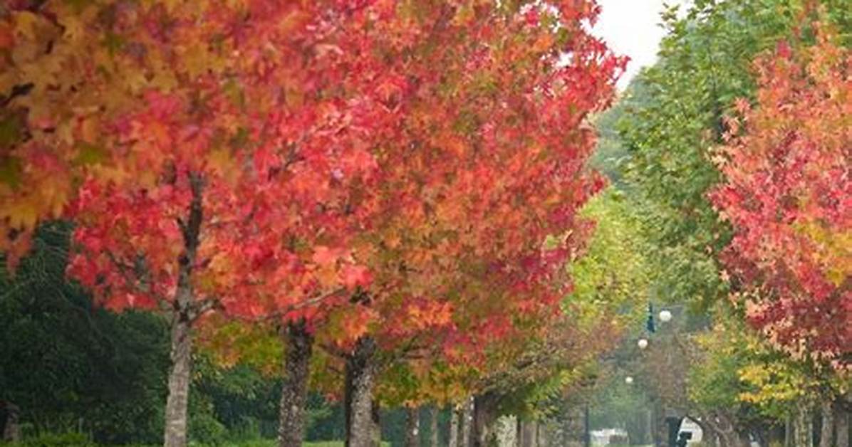 Liquid Amber Tree