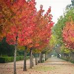 Liquid Amber Tree
