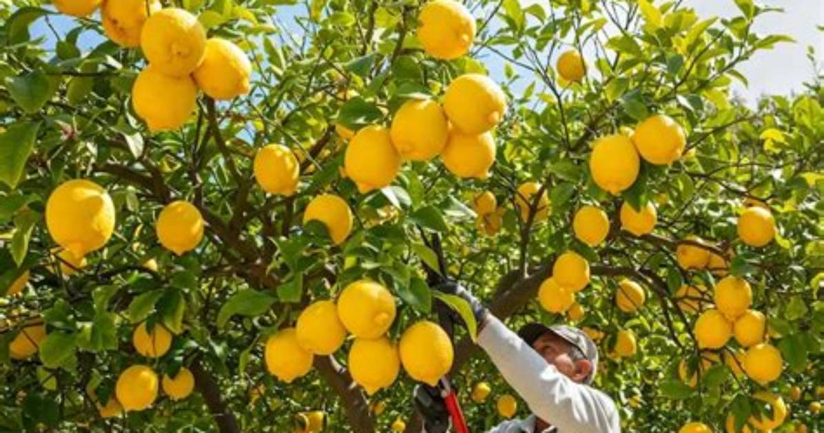Lisbon Lemon Tree