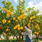 Lisbon Lemon Tree
