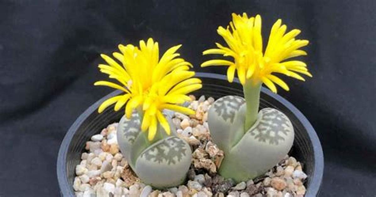 Lithops Flower