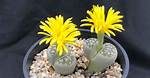 Lithops Flower