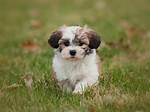Little Dog