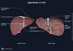 Liver Ligaments