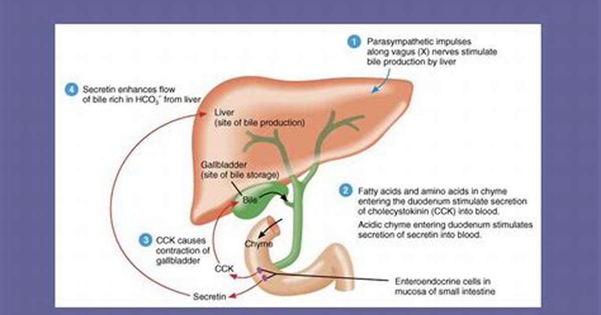 Liver Secretion