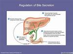 Liver Secretion