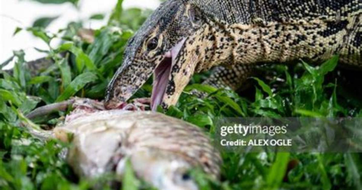 Lizard Eats Fish