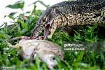 Lizard Eats Fish