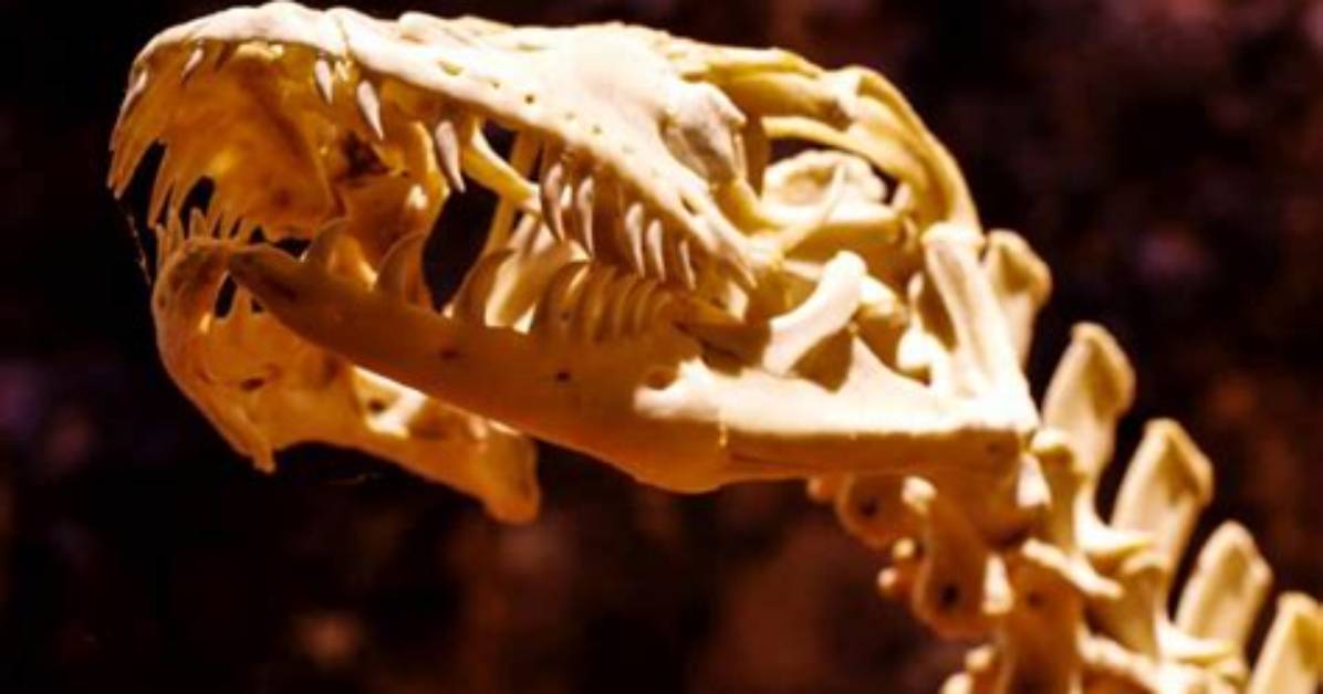Lizard Teeth
