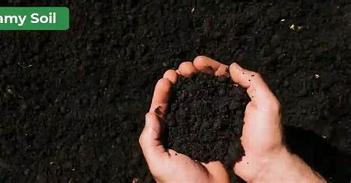 Loamy Soil