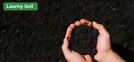 Loamy Soil