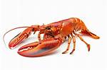 Lobster's Sharp Appendage