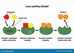 Lock and Key Model