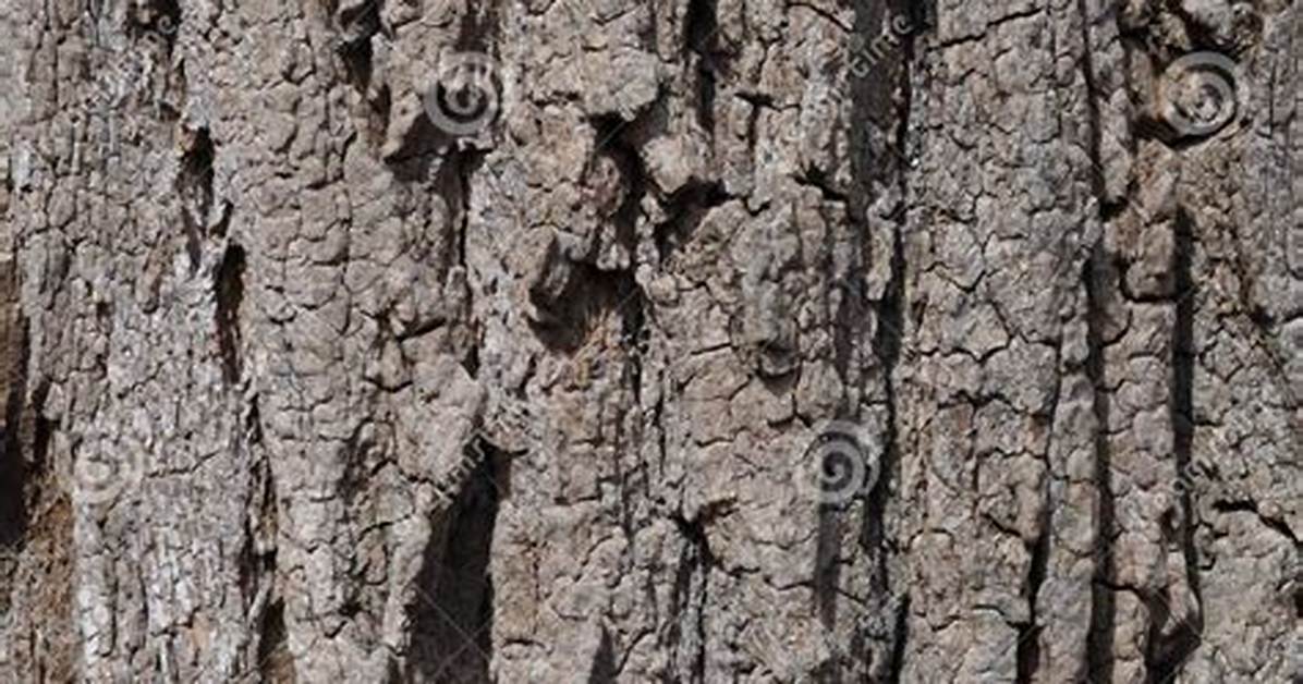 Locust Tree Bark