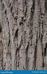 Locust Tree Bark