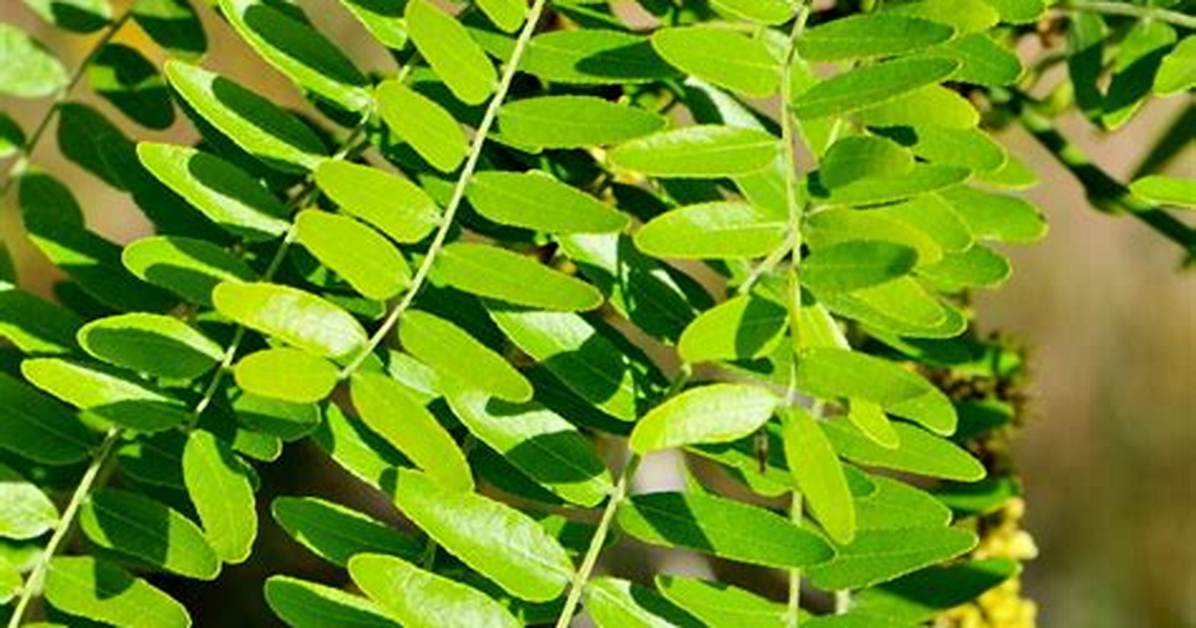 Locust Tree Leaves