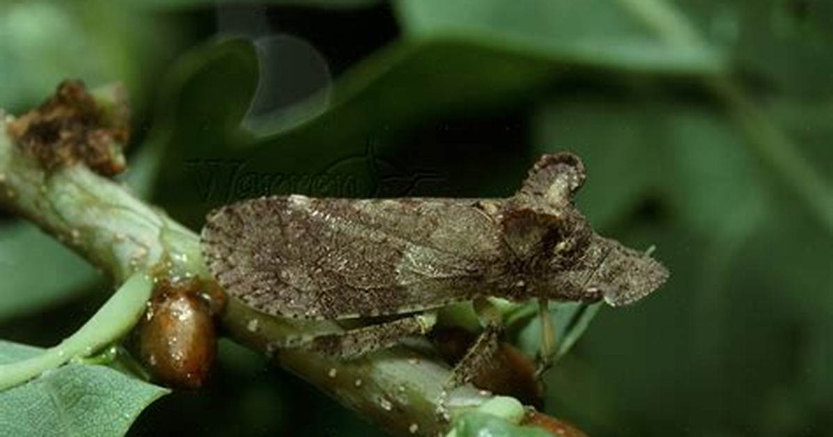 Long-Eared Hopper