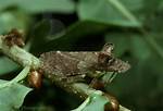 Long-Eared Hopper
