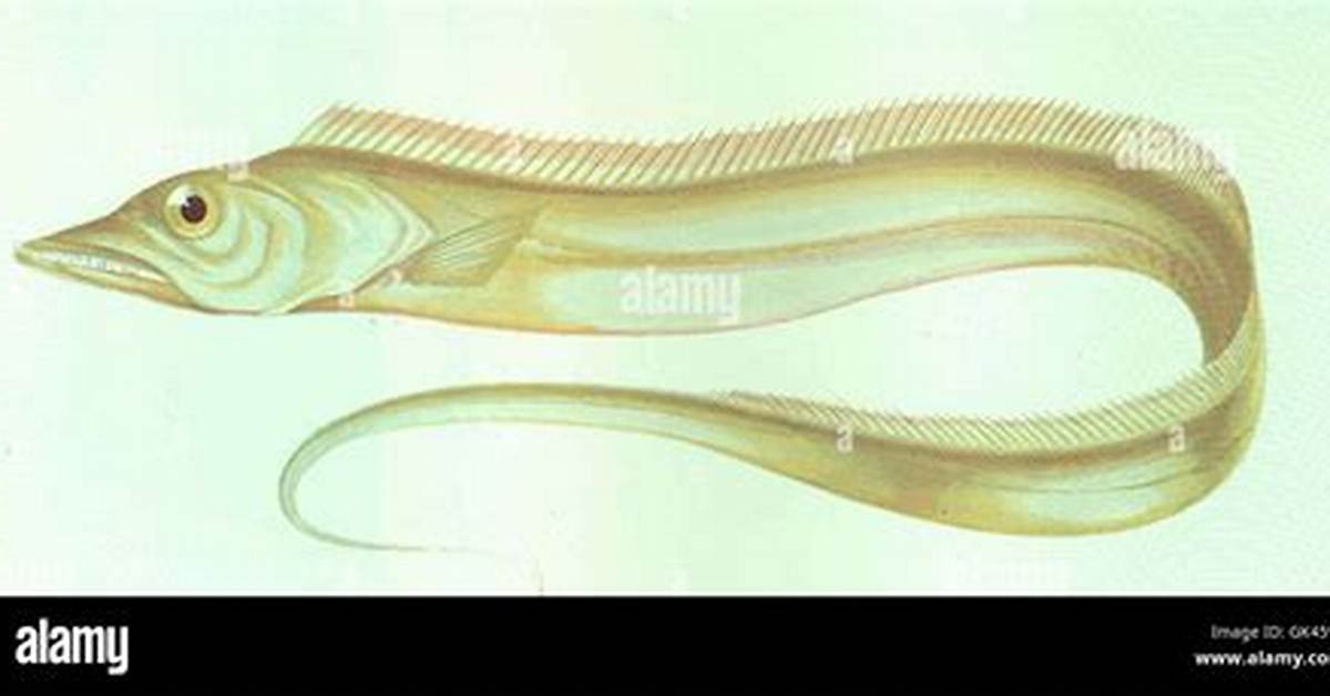 Long Slender Fish