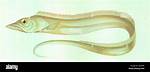 Long Slender Fish
