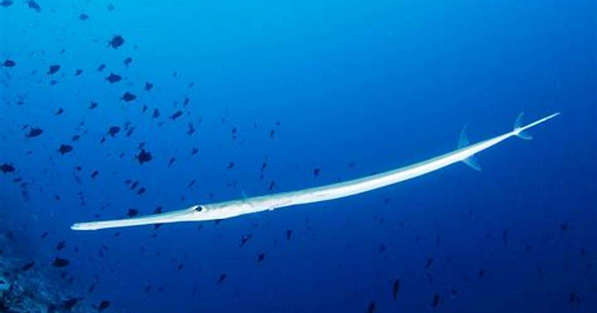Long Slim Fish