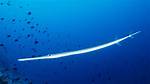 Long Slim Fish