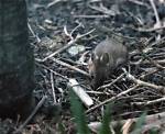 Long-Tailed Rodent