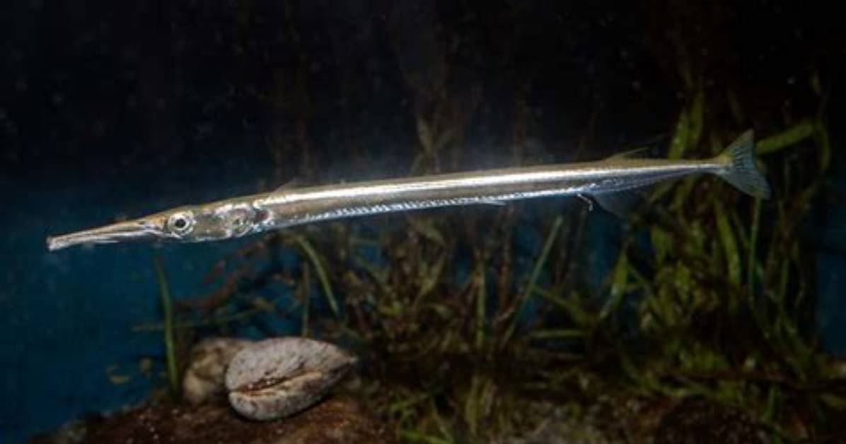 Long Thin Fish