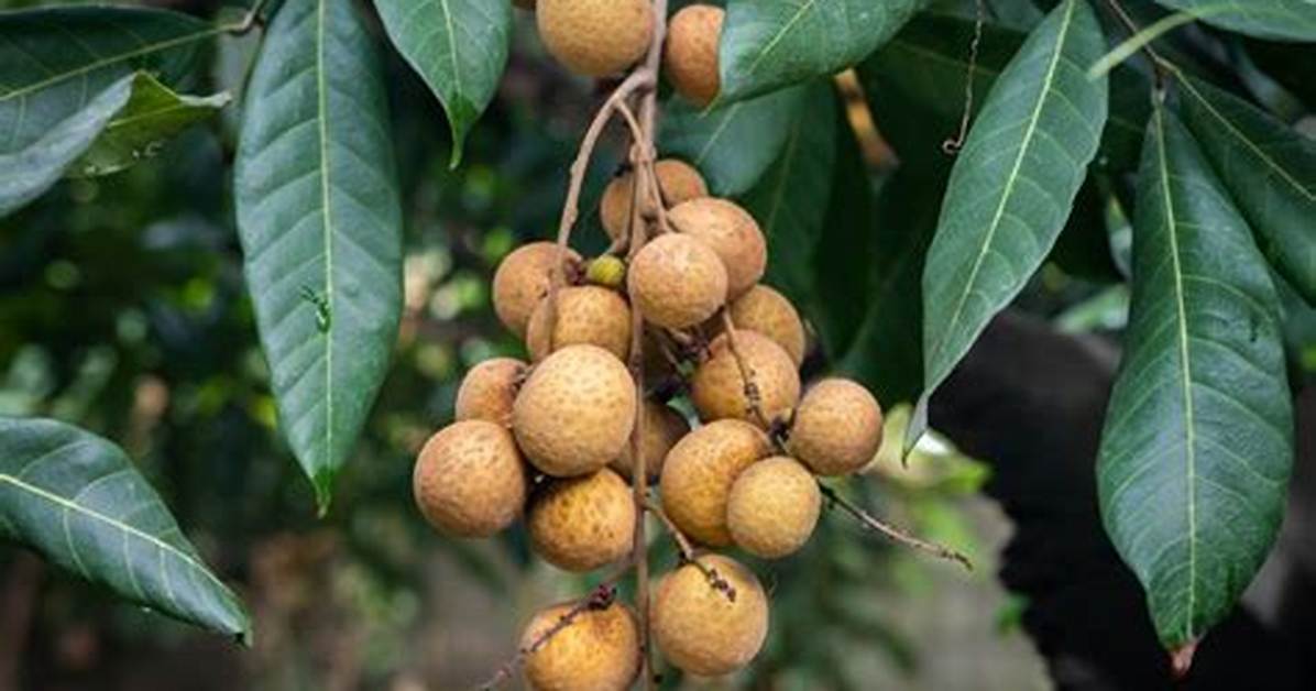 Longan Tree