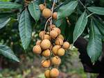 Longan Tree