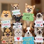 Looking to Adopt? Here’s How to Spot a Scammer