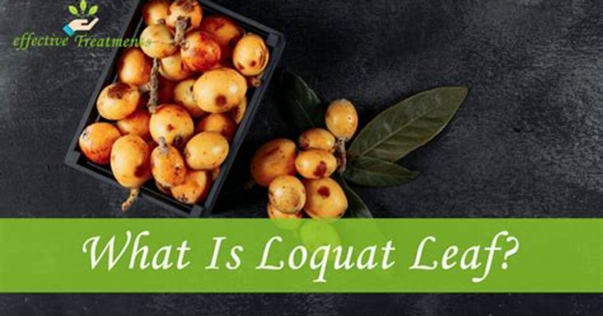 Loquat Leaf