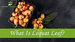 Loquat Leaf