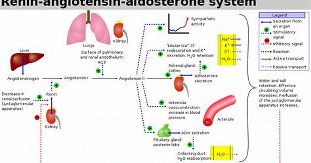 Low Aldosterone