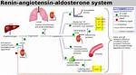 Low Aldosterone