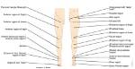 Lower Leg Area