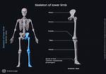 Lower Limb