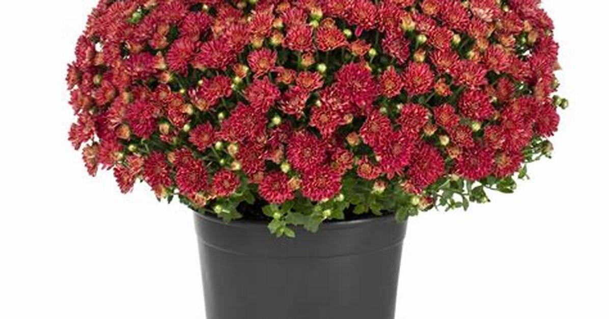 Lowes Mums