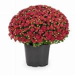 Lowes Mums
