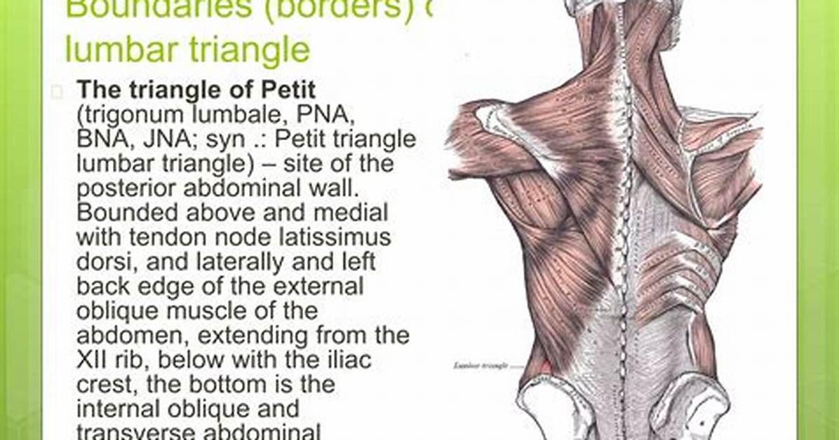 Lumbar Triangle