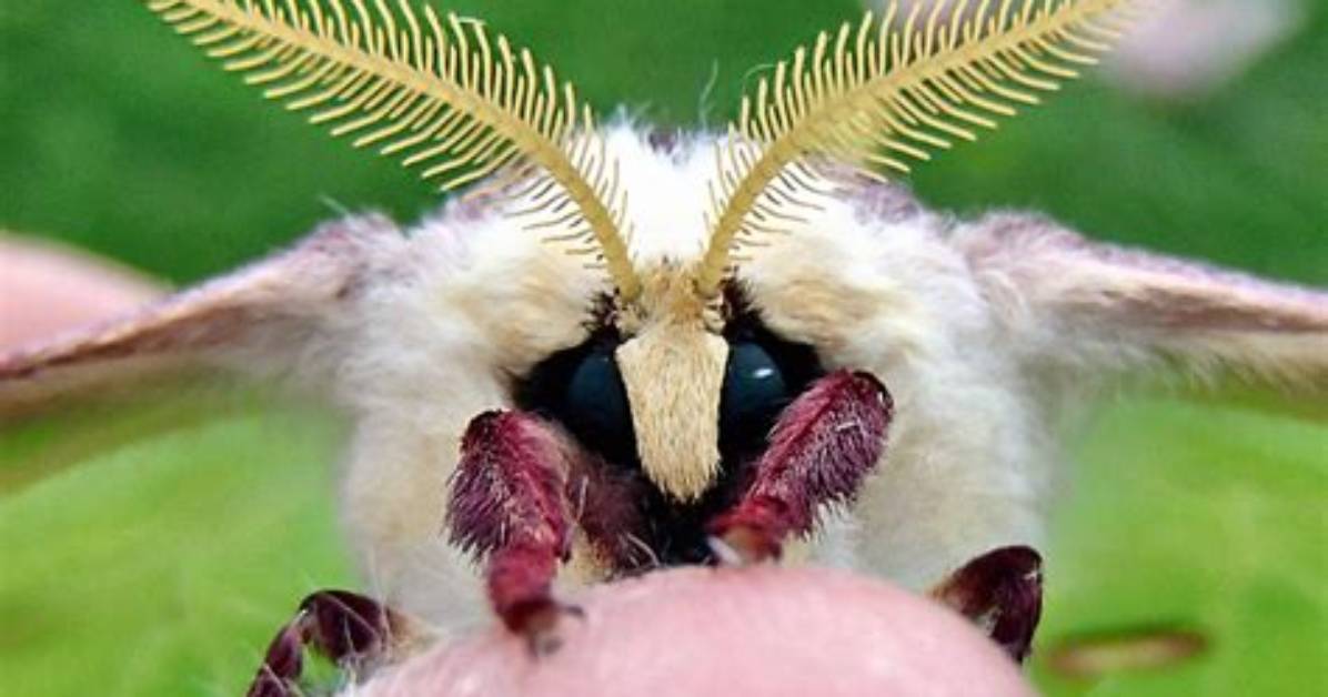 Luna Moth Face