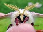 Luna Moth Face