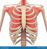Lung-Protecting Bone