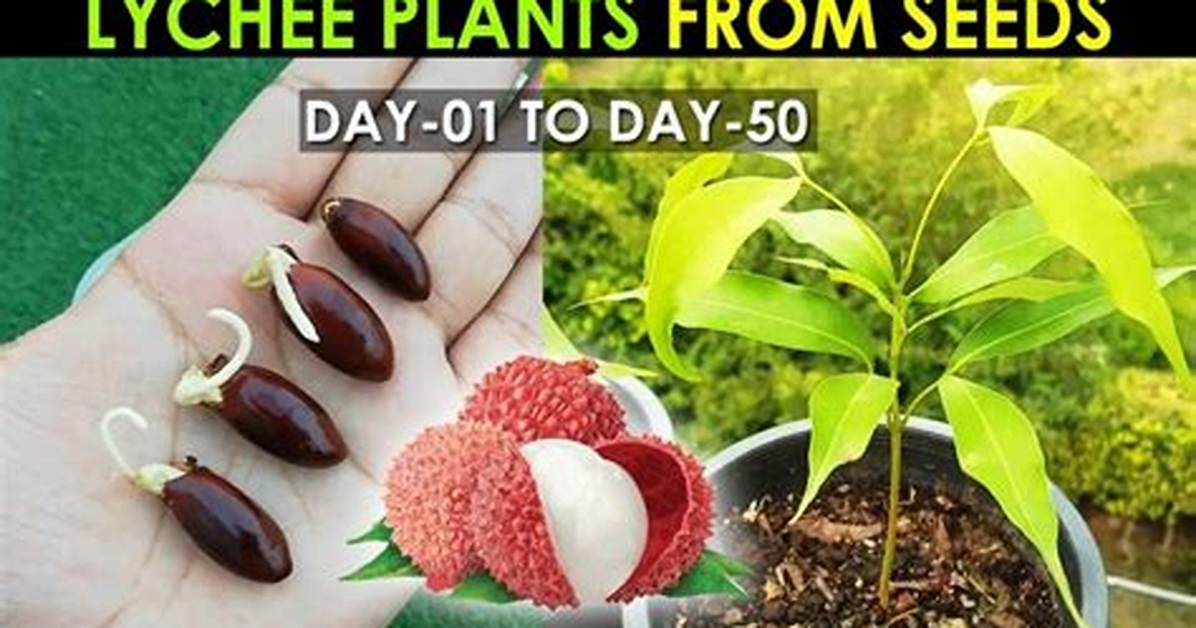 Lychee Seed