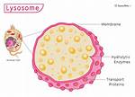 Lysosome Structure