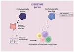 Lysozyme Function
