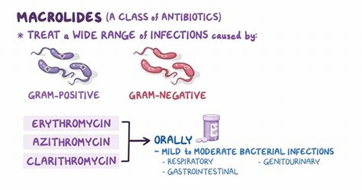 Macrolides Examples